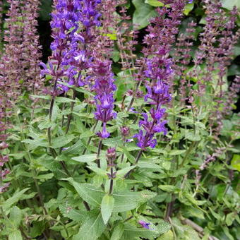 Agastache  'Astello Indigo'