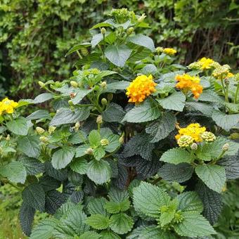 Lantana camara