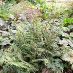 Athyrium 'Ocean's Fury' - 