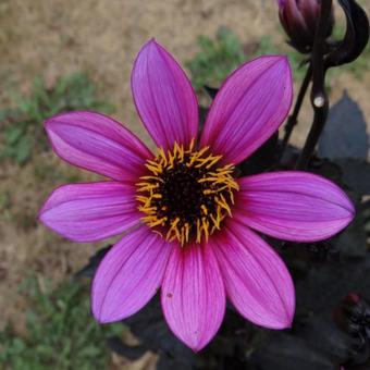 Dahlia 'HAPPY DAYS Purple'