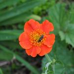 Geum coccineum 'Cooky' - 