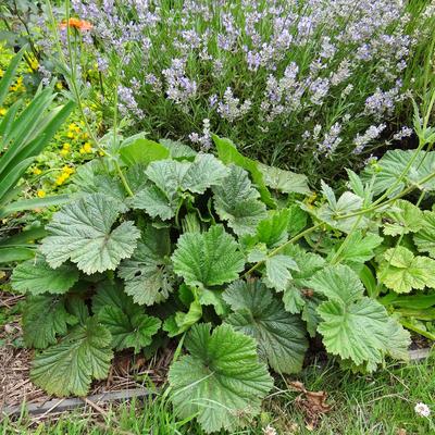 Geum coccineum 'Cooky' - 