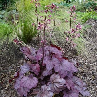 Heuchera 'Georgia Plum'