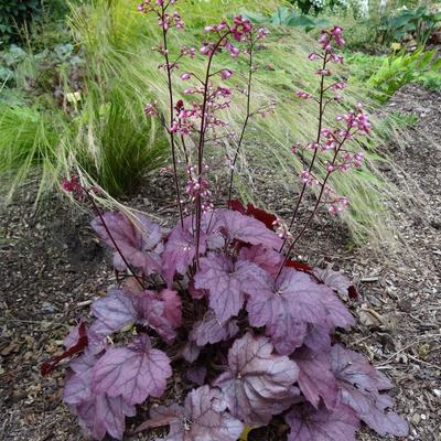 Heuchera 'Georgia Plum' - 