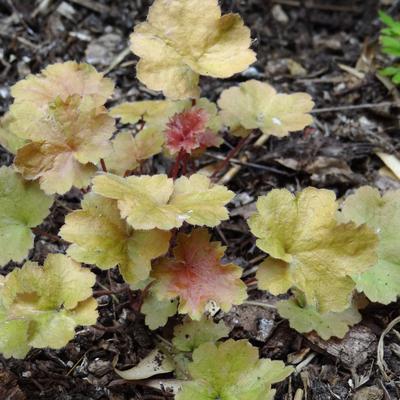 Heuchera 'Christa' - 