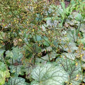 Heuchera 'Mystic Angel'