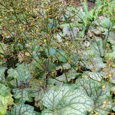 Heuchera 'Mystic Angel' - 