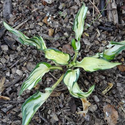 Hosta 'Fireworks' - Hosta 'Fireworks'