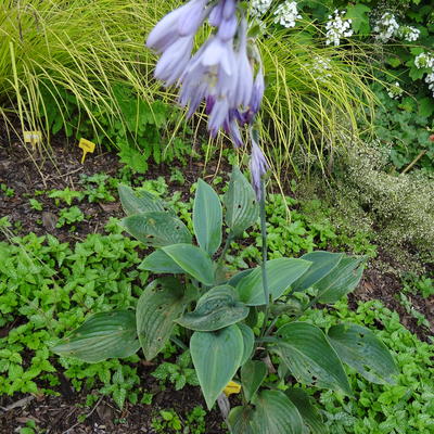 Hosta nigrescens - 