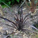 Phormium 'Dark Delight' - 