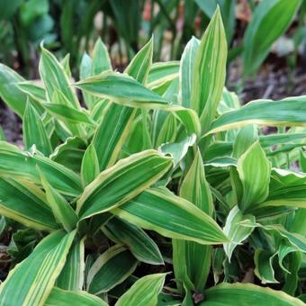 Carex siderosticha 'Island Brocade'