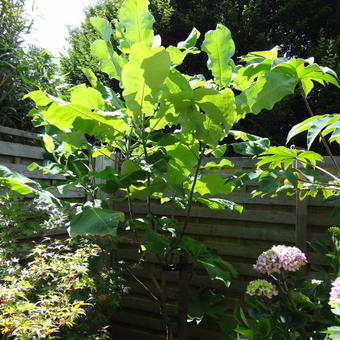 Magnolia macrophylla