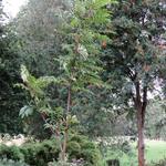 Toona sinensis 'Flamingo' - 