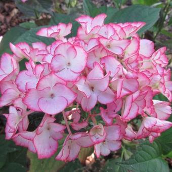 Hydrangea macrophylla 'Salsa'