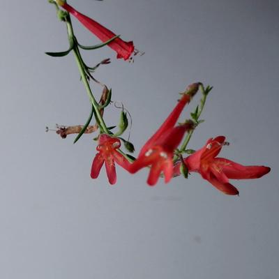 Penstemon pinifolius - 