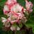 Pelargonium x hortorum 'Appleblossom Rosebud'