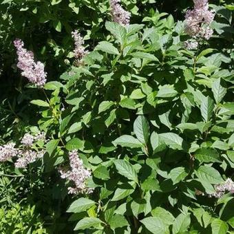 Syringa x prestoniae 'Minuet'