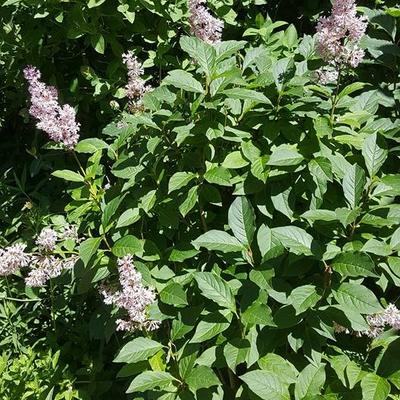 Syringa x prestoniae 'Minuet' - 