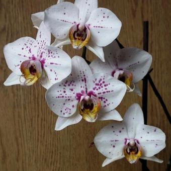 Phalaenopsis