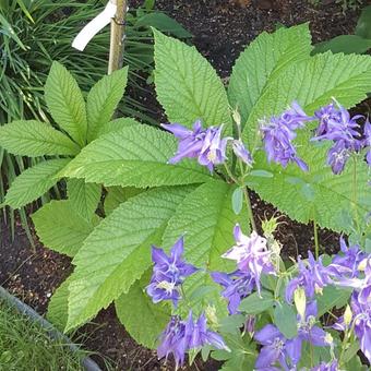 Rodgersia aesculifolia