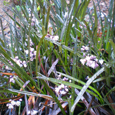 Ophiopogon planiscapus 'Niger - Ophiopogon planiscapus 'Niger