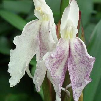 Roscoea x beesiana