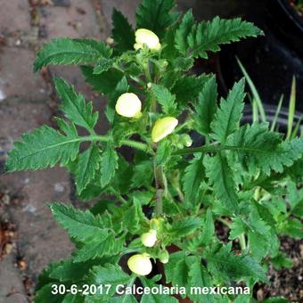 Calceolaria mexicana