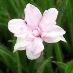 Rhodohypoxis baurii 'Lily Jean' - 