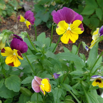 Viola cornuta 'Bambini' - 