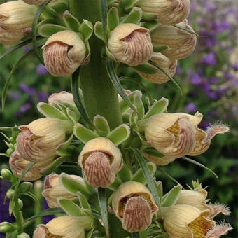 Digitalis ferruginea 'Gelber Herold'