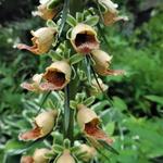 Digitalis stewartii - 