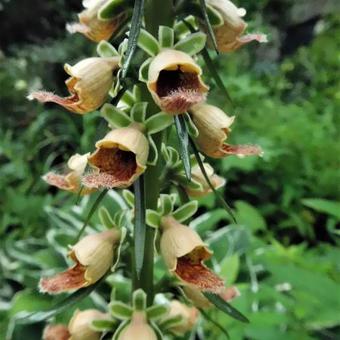 Digitalis stewartii