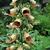 Digitalis stewartii