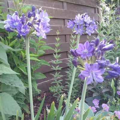 Agapanthus 'Maurice' - 