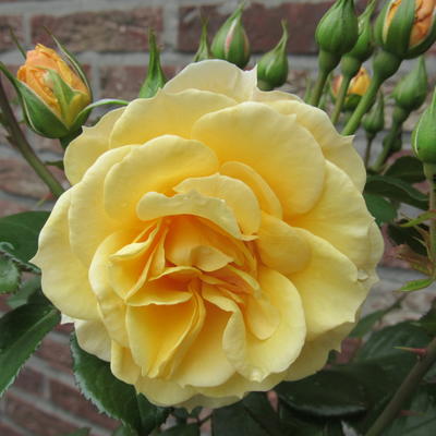 Rosa 'Foxtrot' - 