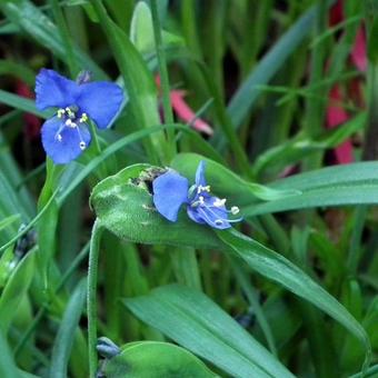 Commelina dianthifolia