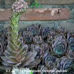 Sempervivum 'Director Jacobs' - 