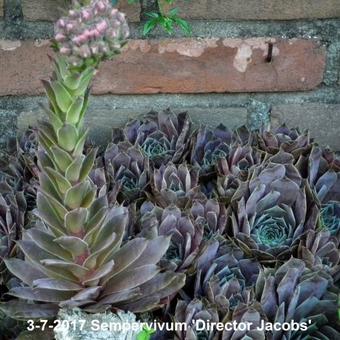 Sempervivum 'Director Jacobs'