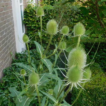 Dipsacus fullonum