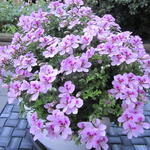 Pelargonium citrosum - 