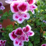 Pelargonium 'Mosquitaway Lizzy' - 