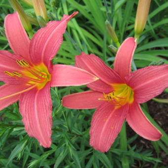 Hemerocallis 'Pink Damask'