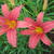 Hemerocallis 'Pink Damask'