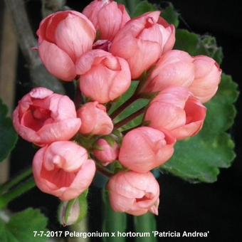 Pelargonium x hortorum 'Patricia Andrea'