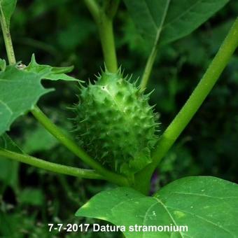 Datura stramonium