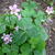 Oxalis articulata subsp. rubra