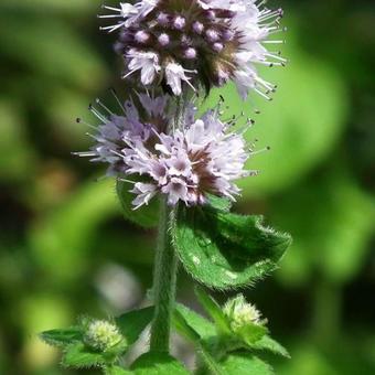 Mentha aquatica