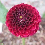 Dahlia 'Natal' - 