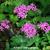 Silene armeria