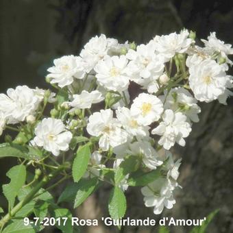 Rosa 'Guirlande d'Amour'